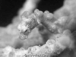 Colourless pygmy, very small. Decided to shoot black & wh... by Nautilus King 